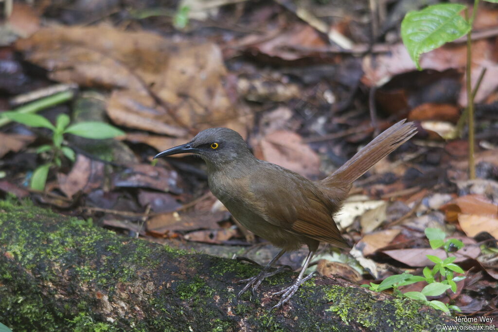 Brown Trembler