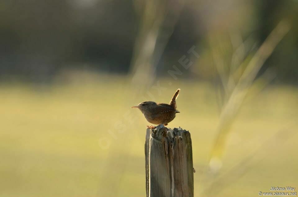 Eurasian Wren