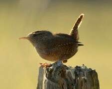 Eurasian Wren