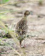 Common Buttonquail