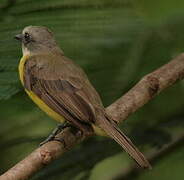 Grey-capped Flycatcher