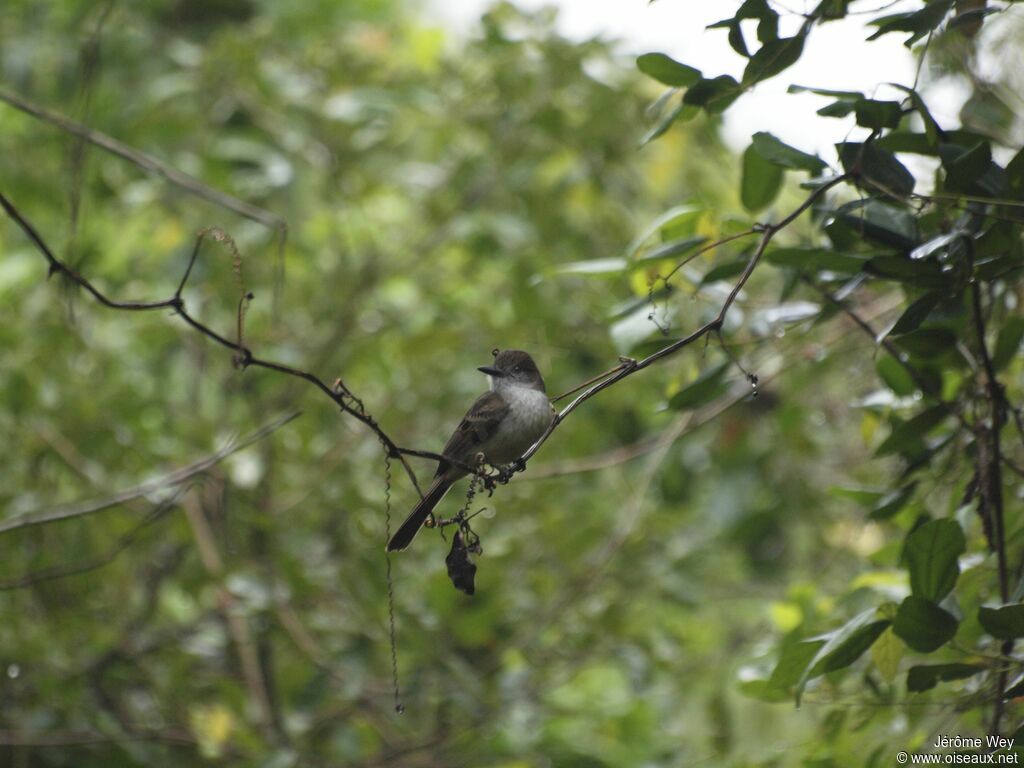 Short-crested Flycatcher