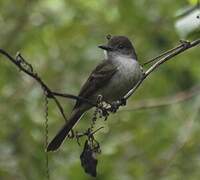 Short-crested Flycatcher