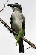 Grey Kingbird