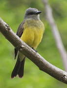 Tropical Kingbird