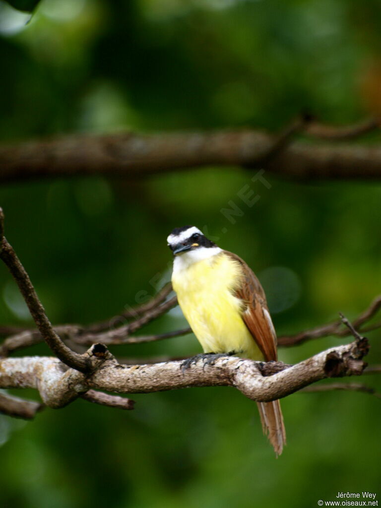 Great Kiskadee