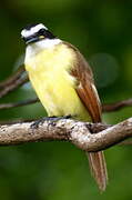 Great Kiskadee