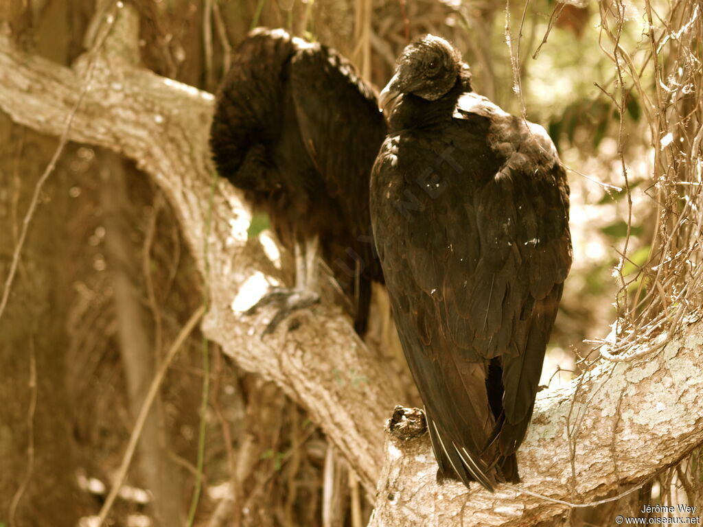 Black Vulture