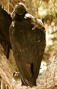 Black Vulture