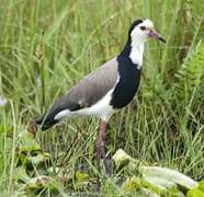 Long-toed Lapwing