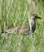 Brown-chested Lapwing