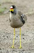 African Wattled Lapwing