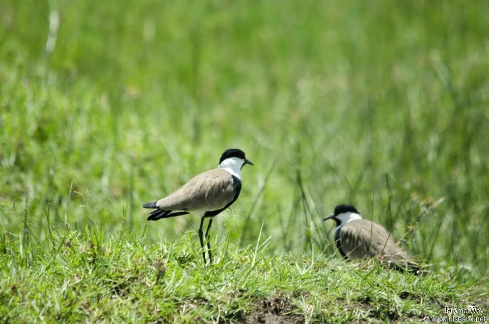 Spur-winged Lapwing