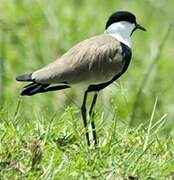 Spur-winged Lapwing