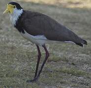 Masked Lapwing