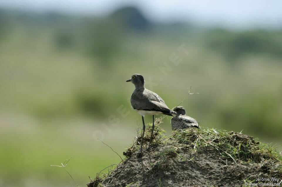 Senegal Lapwing