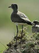 Senegal Lapwing