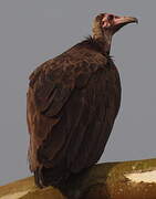 Hooded Vulture