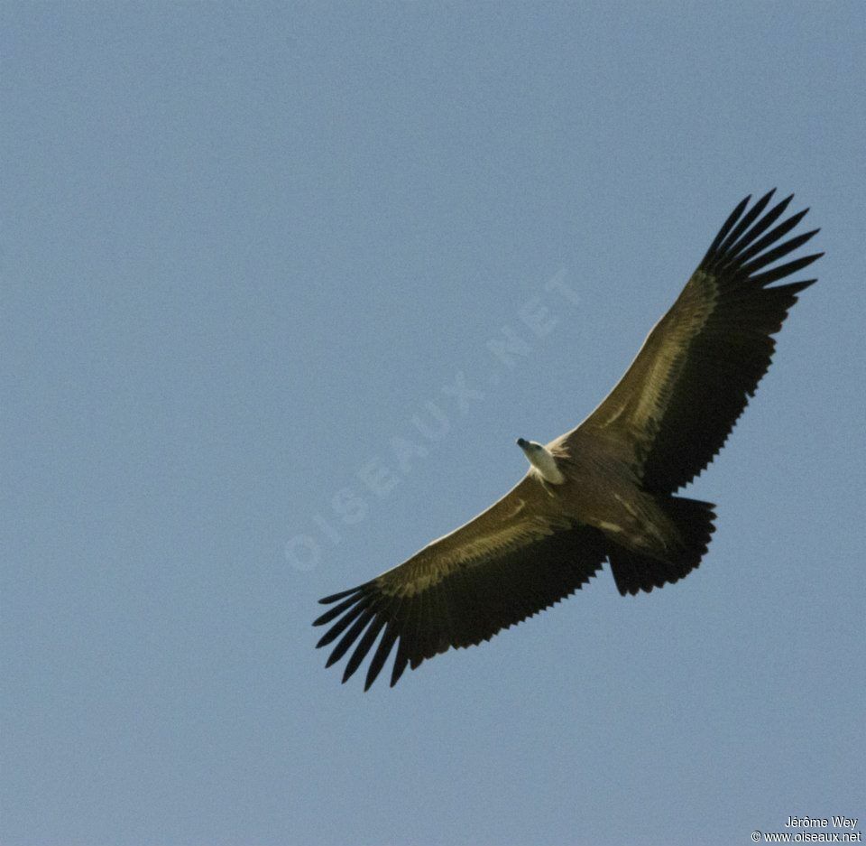 Griffon Vulture