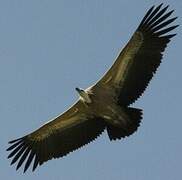 Griffon Vulture