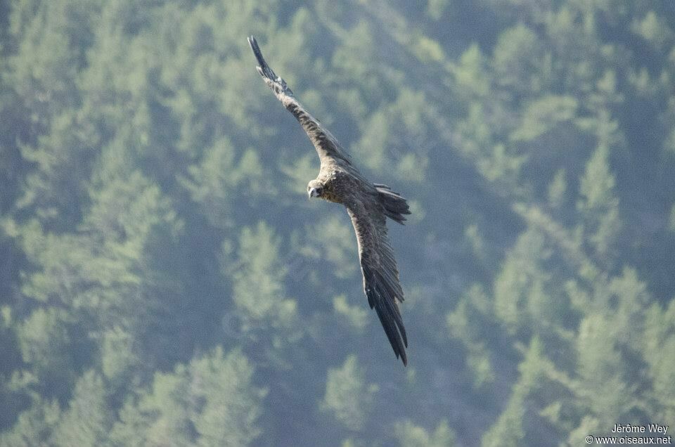 Cinereous Vulture