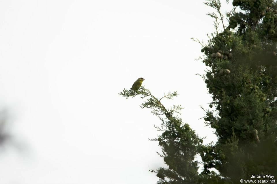 European Greenfinch