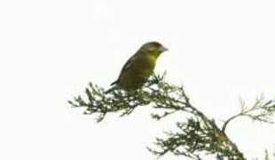 European Greenfinch