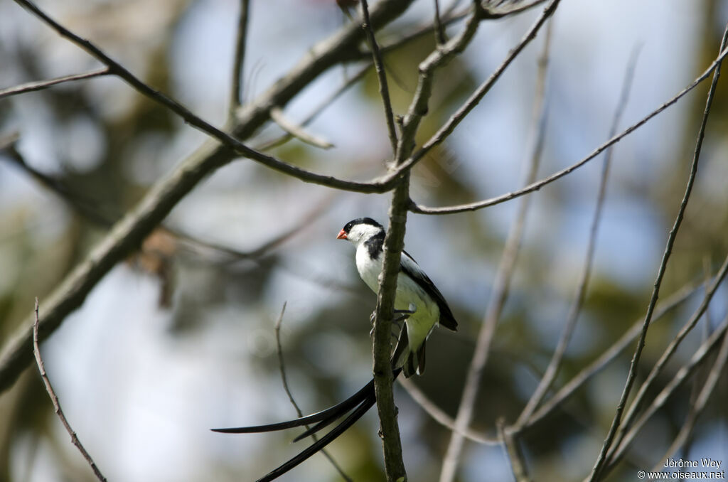 Pin-tailed Whydah