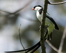 Pin-tailed Whydah