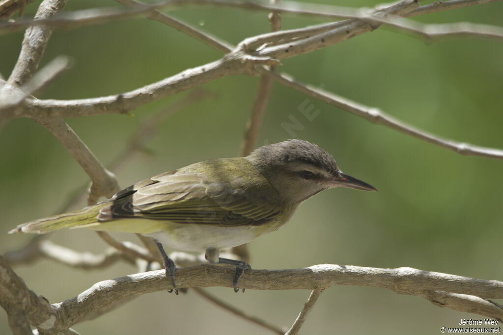 Black-whiskered Vireo