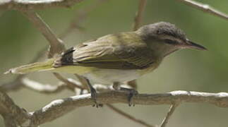 Black-whiskered Vireo