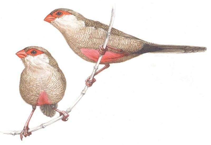 Common Waxbill