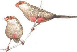 Common Waxbill