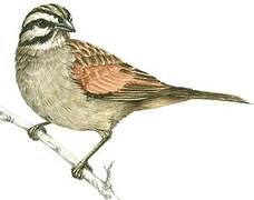 Cape Bunting