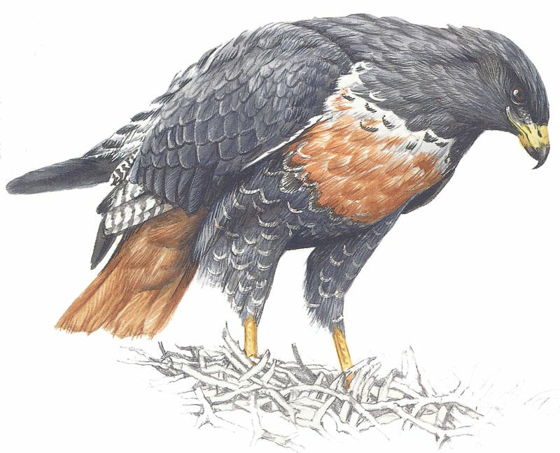 Jackal Buzzard