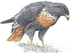 Jackal Buzzard