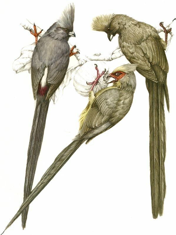 White-backed Mousebird