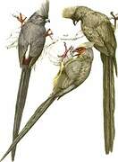 White-backed Mousebird