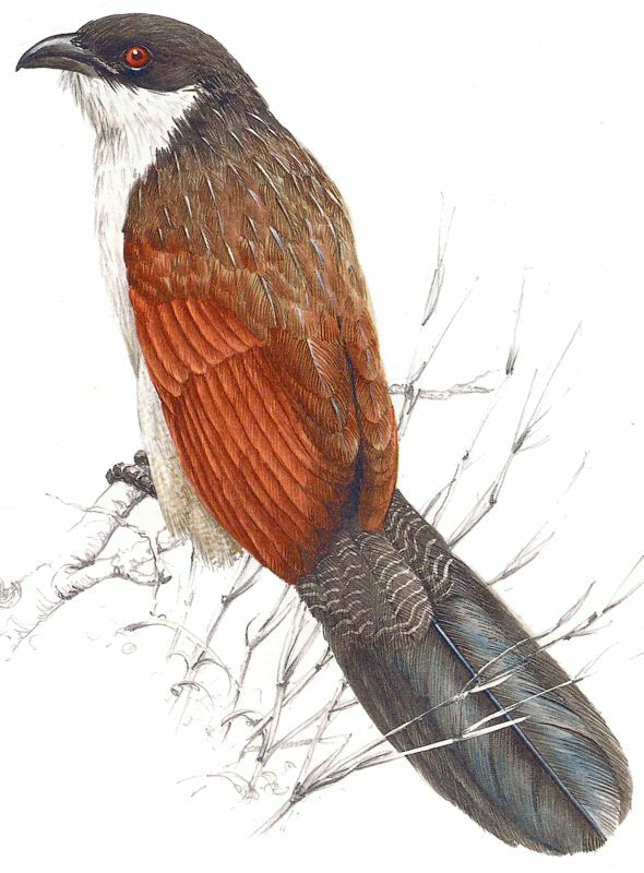 Coucal de Burchell