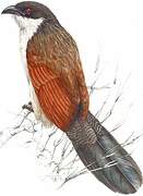 Burchell's Coucal