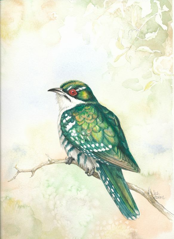 Diederik Cuckoo