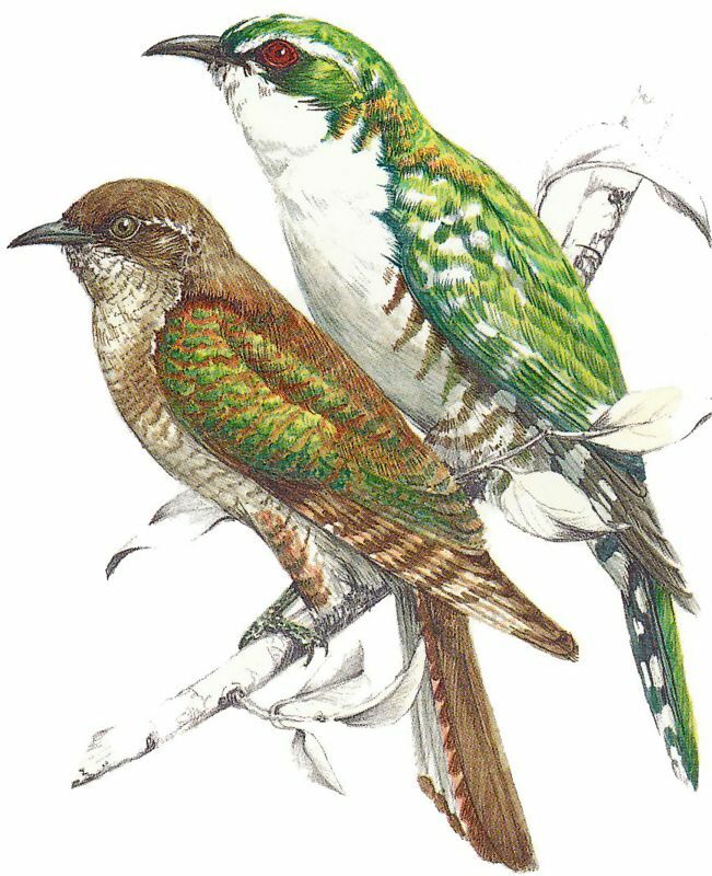 Diederik Cuckoo