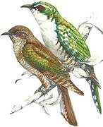 Diederik Cuckoo