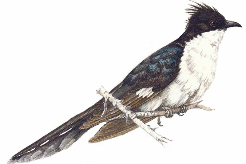 Jacobin Cuckoo