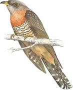 Red-chested Cuckoo