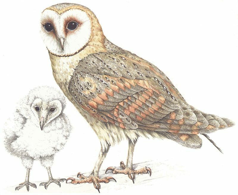 Western Barn Owl