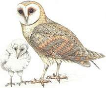 Western Barn Owl