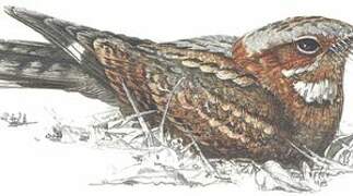 Fiery-necked Nightjar