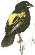 Yellow Bishop