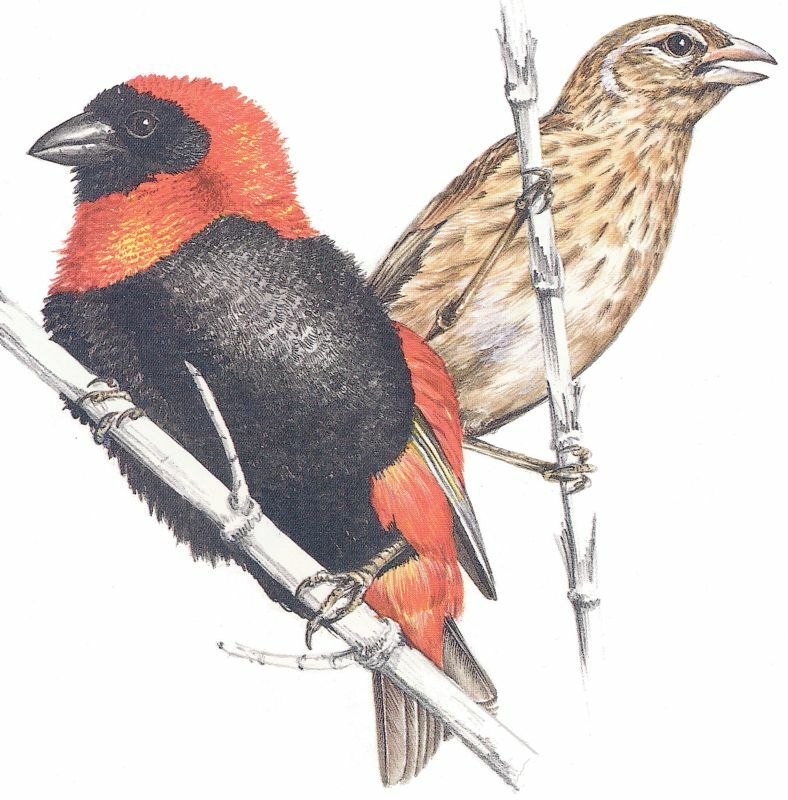 Southern Red Bishop